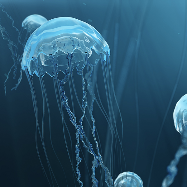 Poisonous Jellyfish